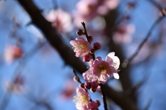 年の初めは、やっぱり梅の花 4