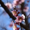 年の初めは、やっぱり梅の花 4