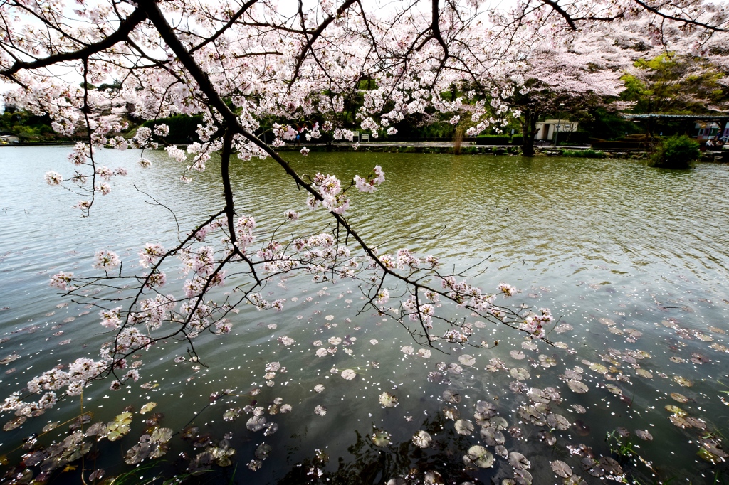 ☆ 桜の木の下で.....✨　そのⅣ