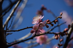 年の初めは、やっぱり梅の花 9