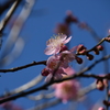 年の初めは、やっぱり梅の花 9