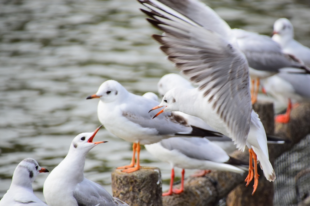 ユリカモメの鳴き合い