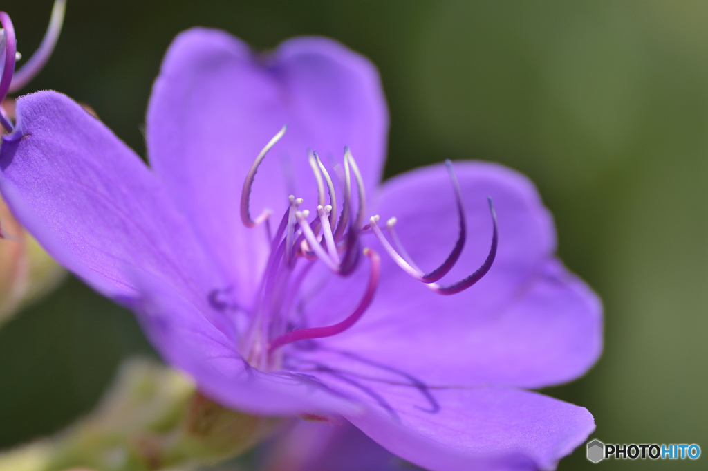 釣り針の花かナァー？