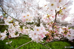 ☆ 桜の木の下で.....✨　