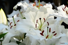 白く咲くのは、ユリの花♪～♬