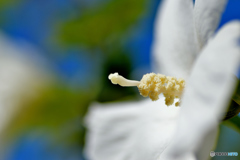 元気に咲く白い芙蓉