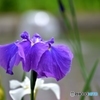 今日の菖蒲Ⅰ