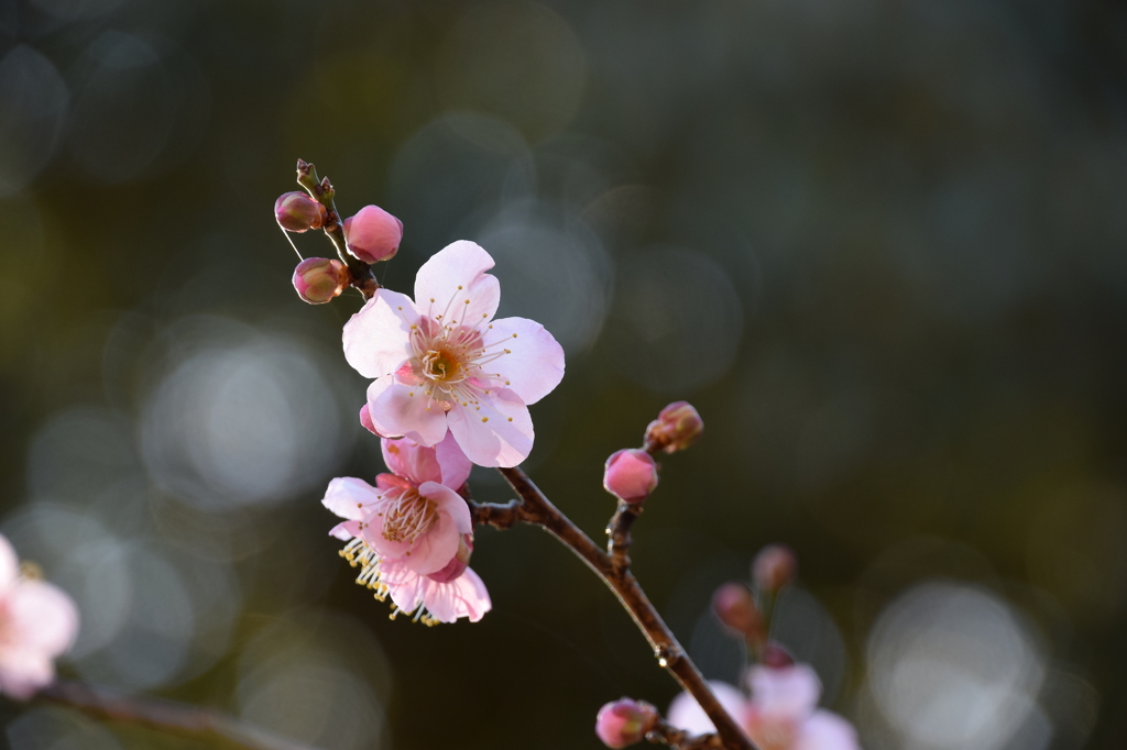 年の初めは、やっぱり梅の花 1