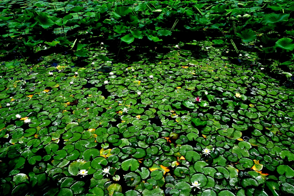 初夏の水辺