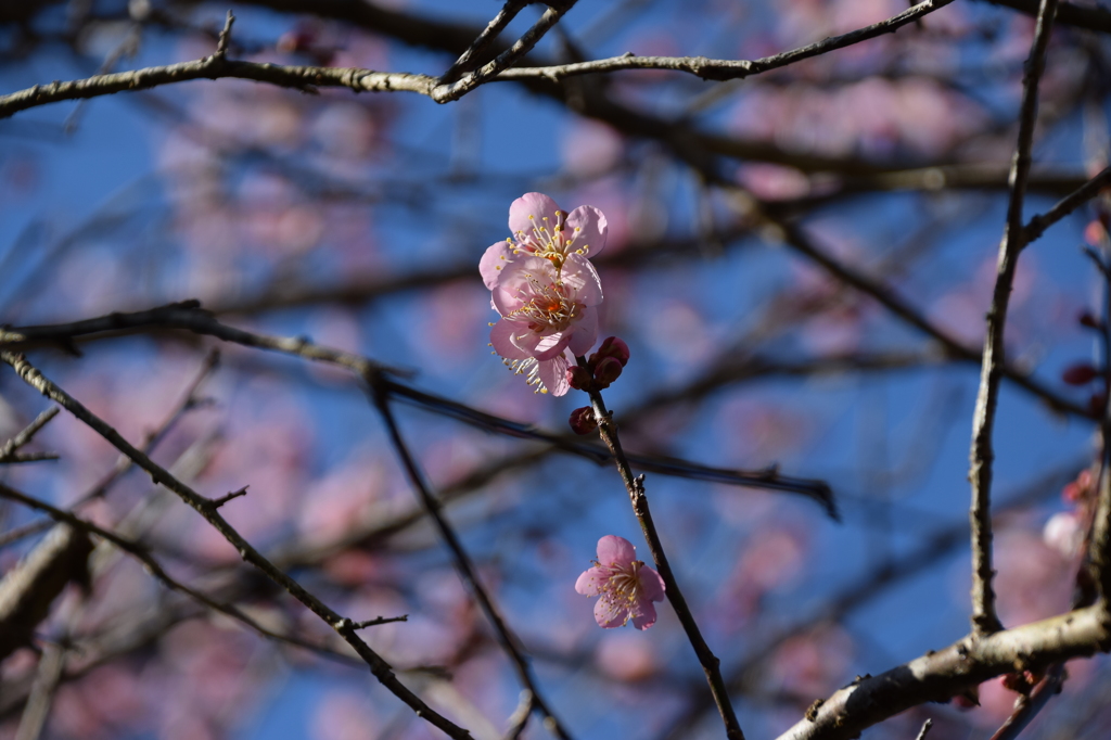 年の初めは、やっぱり梅の花 8