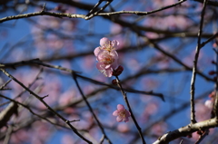 年の初めは、やっぱり梅の花 8