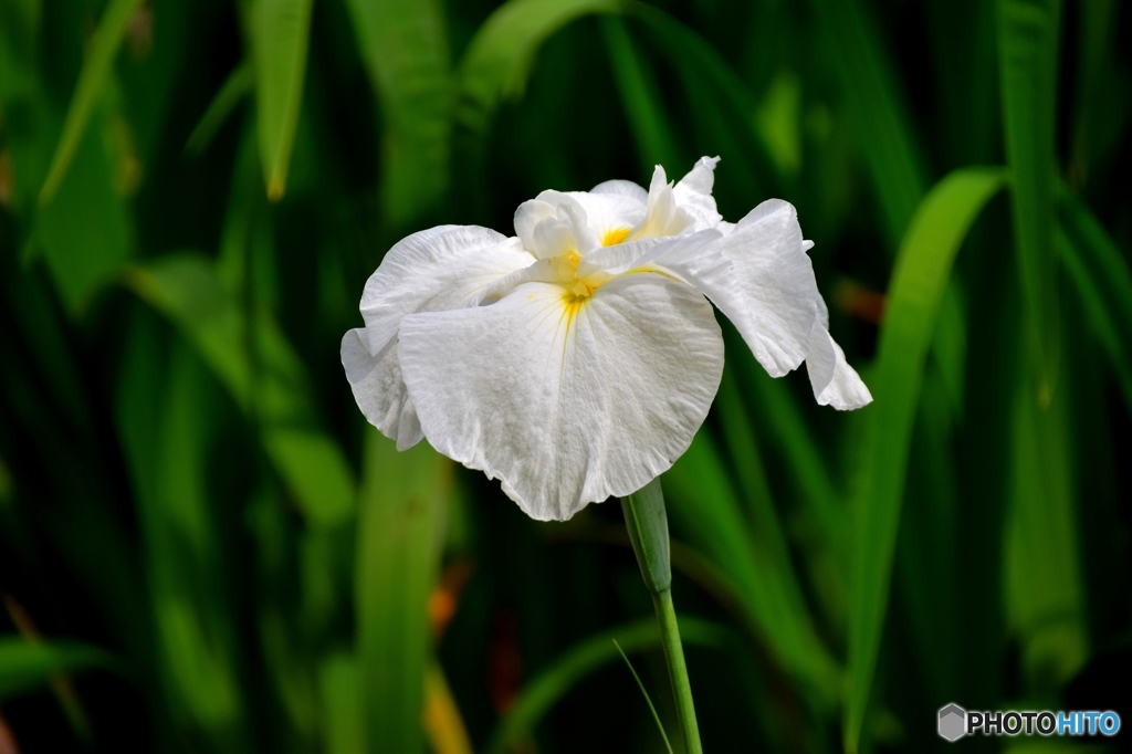 花菖蒲Ⅳ