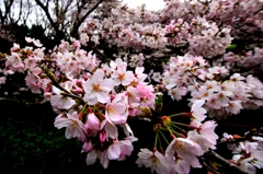 ☆わたしの春と...櫻.♡....・・♬..