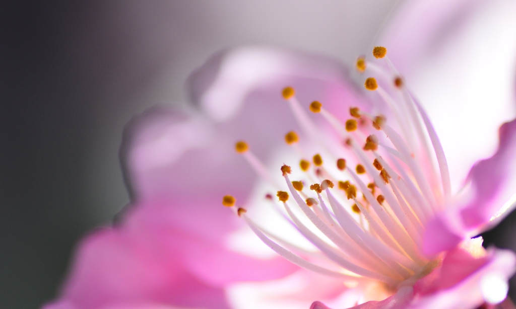 河津桜