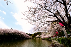 ☆ 桜の木の下で.....✨　そのⅤ