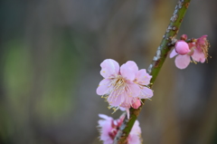 年の初めは、やっぱり梅の花 7