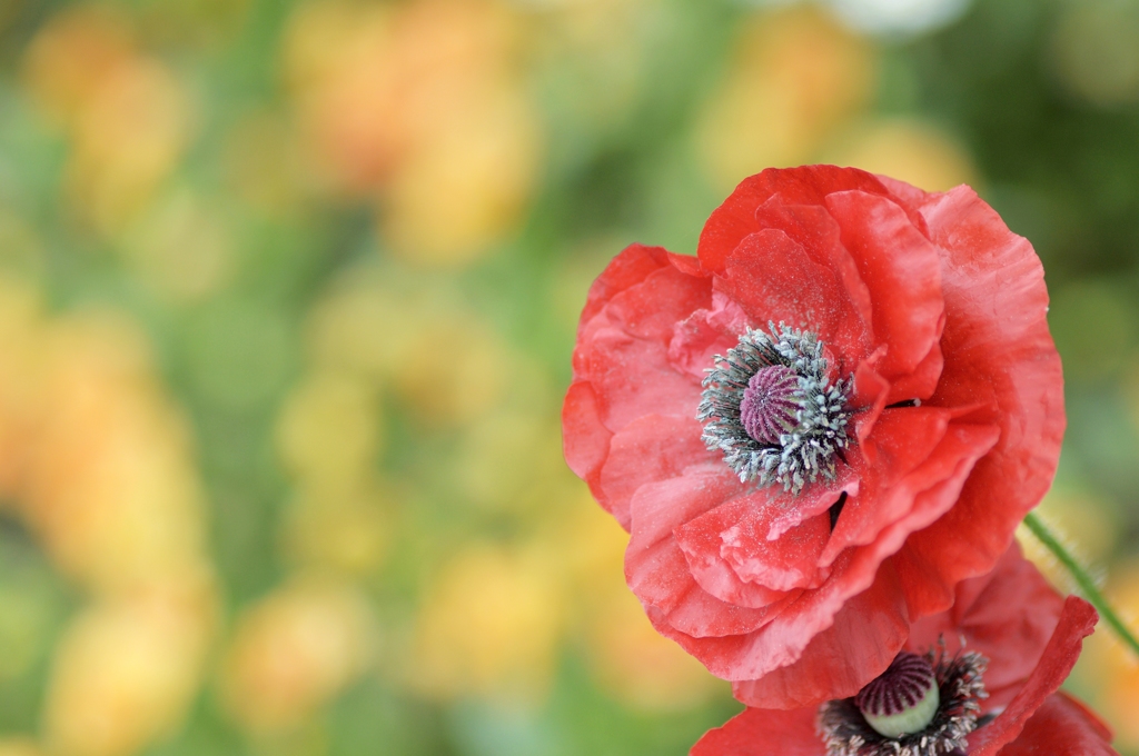 ☆赤く咲くのは、けしの花　