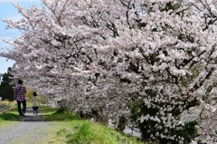 ☆ 桜の木の下で、散歩.....✨　そのⅥ