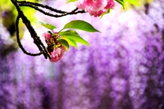 ☆里桜と藤の花