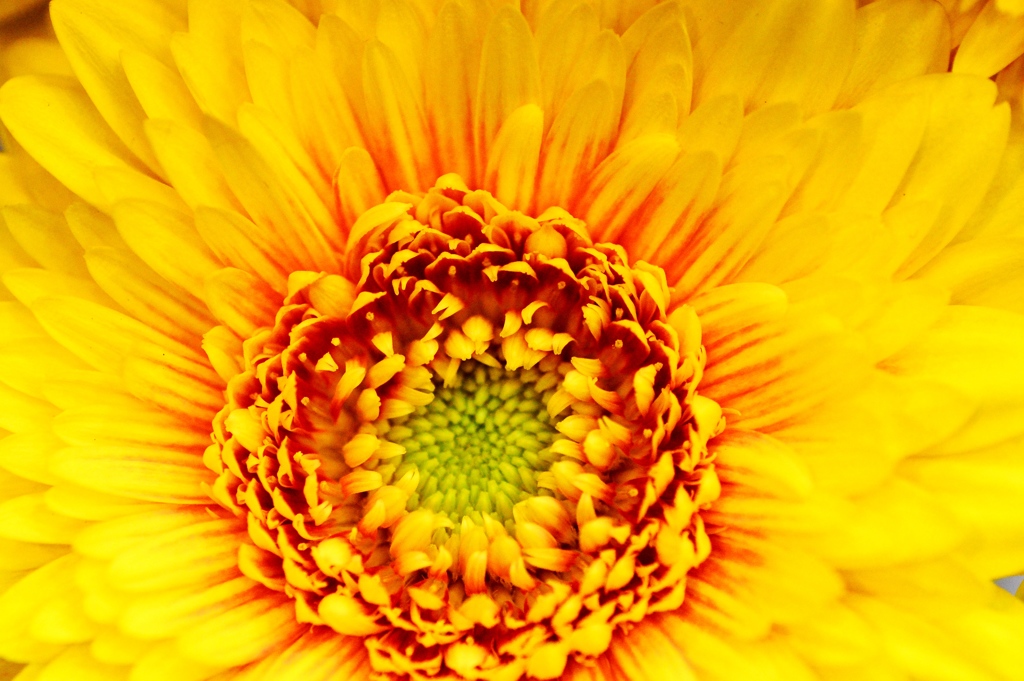 ☆Vivid yellow