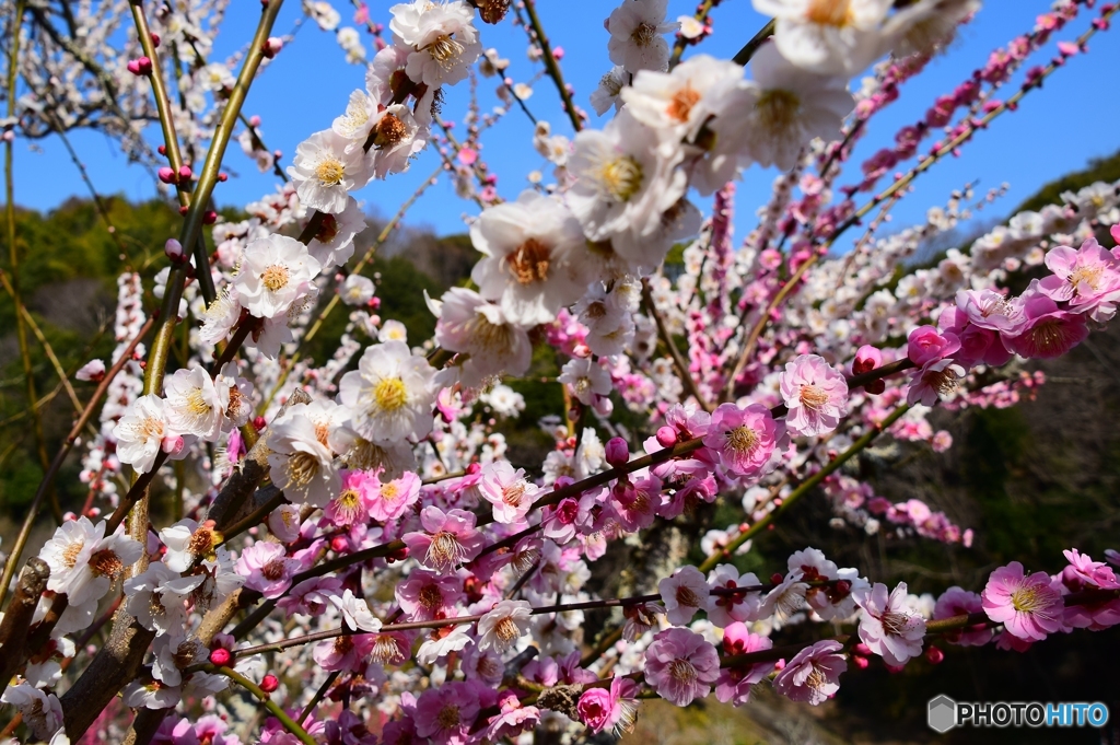 今日の梅の花にトキメキの ららら～♬ ﾙﾝ((p*'v`*q))ﾙﾝ・・♬