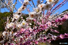 今日の梅の花にトキメキの ららら～♬ ﾙﾝ((p*'v`*q))ﾙﾝ・・♬