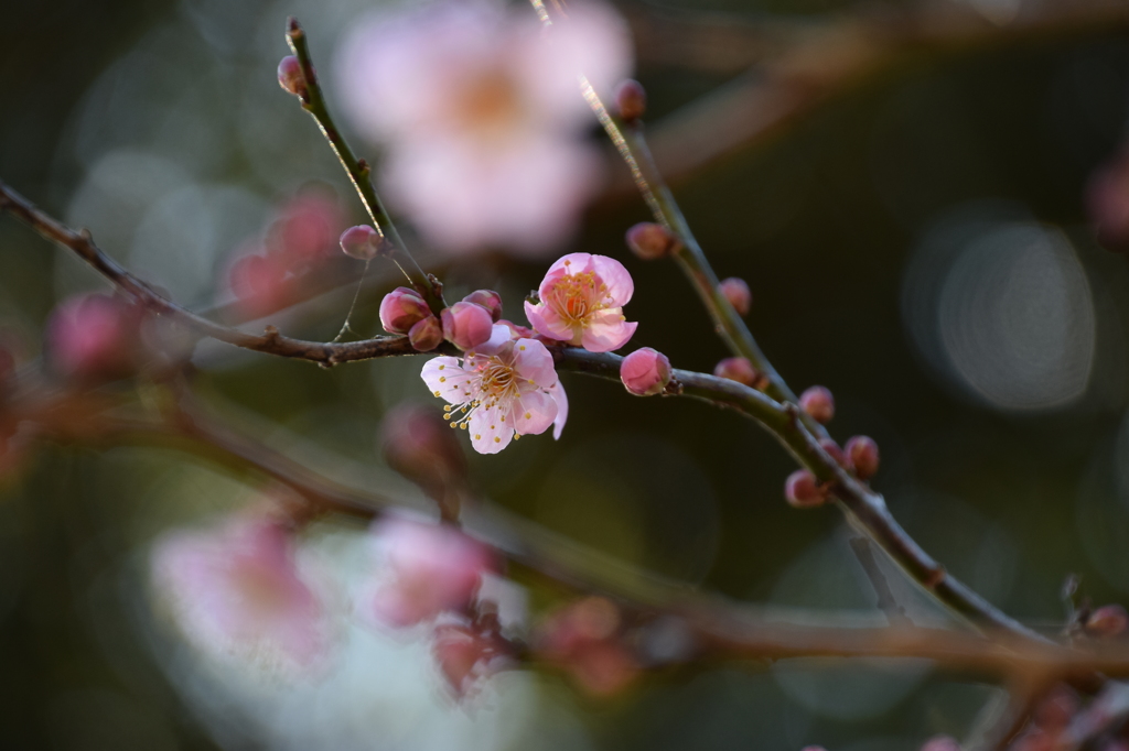 年の初めは、やっぱり梅の花 5