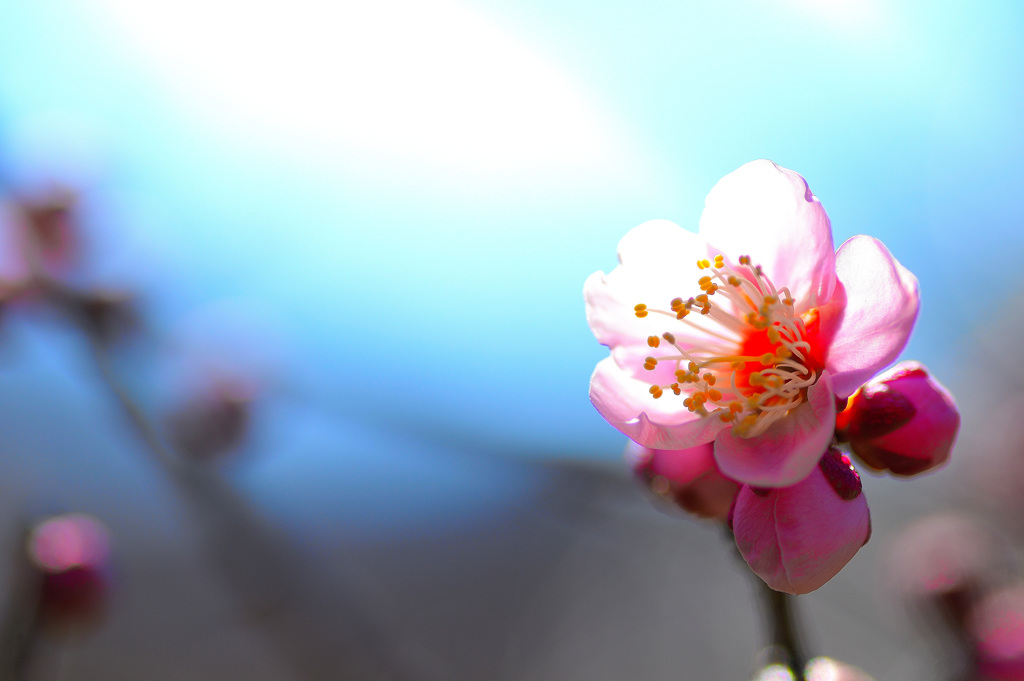 今日の梅の花