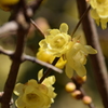 蝋梅を見に行こう！ 4
