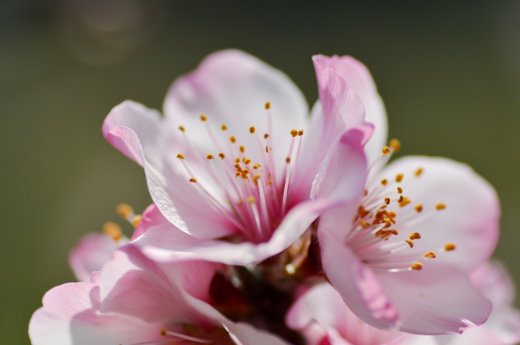 ☆Almond flowers・...:*✨