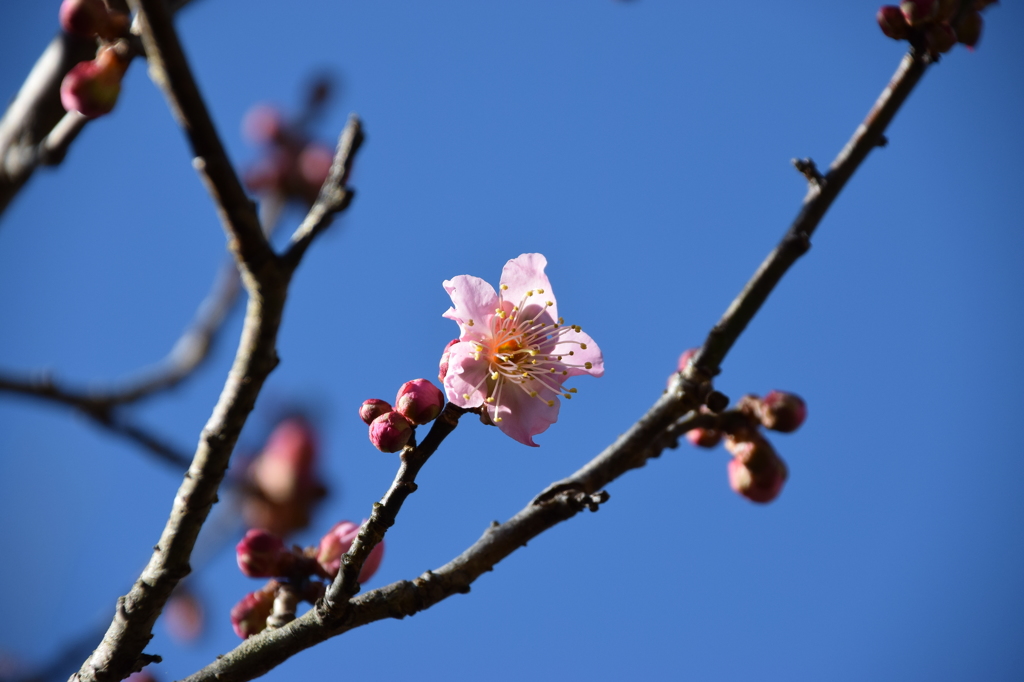 年の初めは、やっぱり梅の花 6