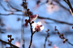 年の初めは、やっぱり梅の花 10