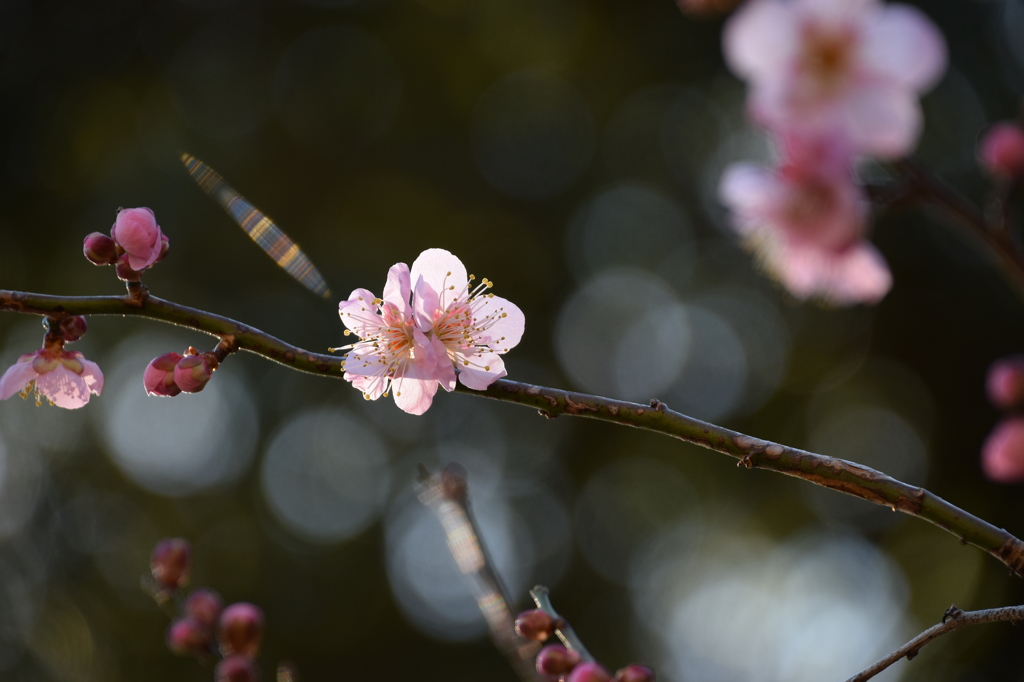 年の初めは、やっぱり梅の花 3
