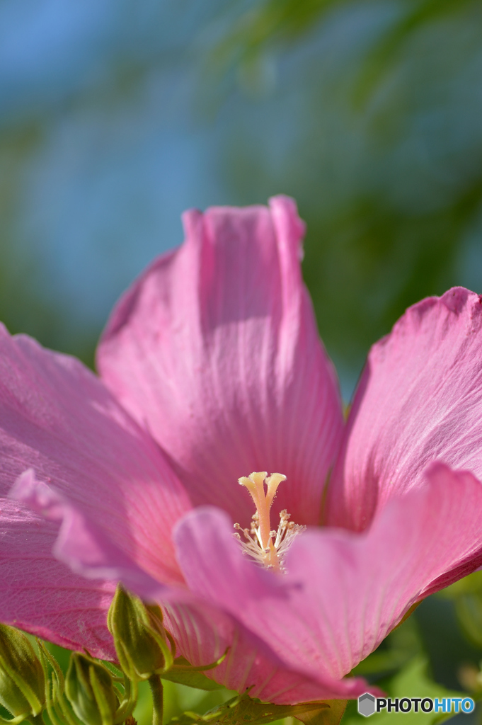 ✲ 上を向いて明るく咲く芙蓉