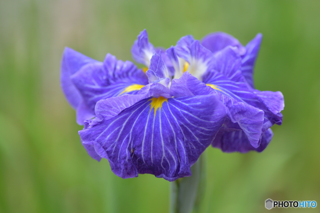 花菖蒲Ⅲ