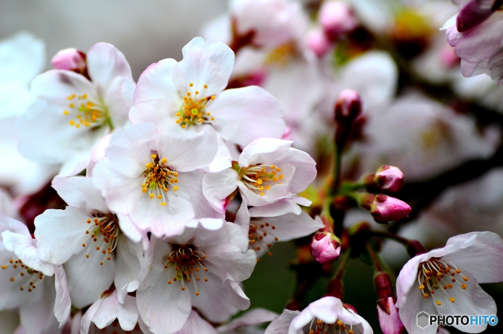 ☆ 桜の木の下で.....*✨　そのⅠ