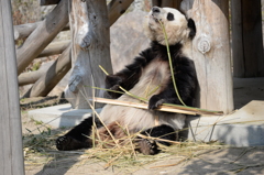 豪快な食