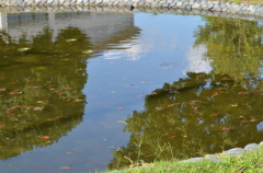 映池