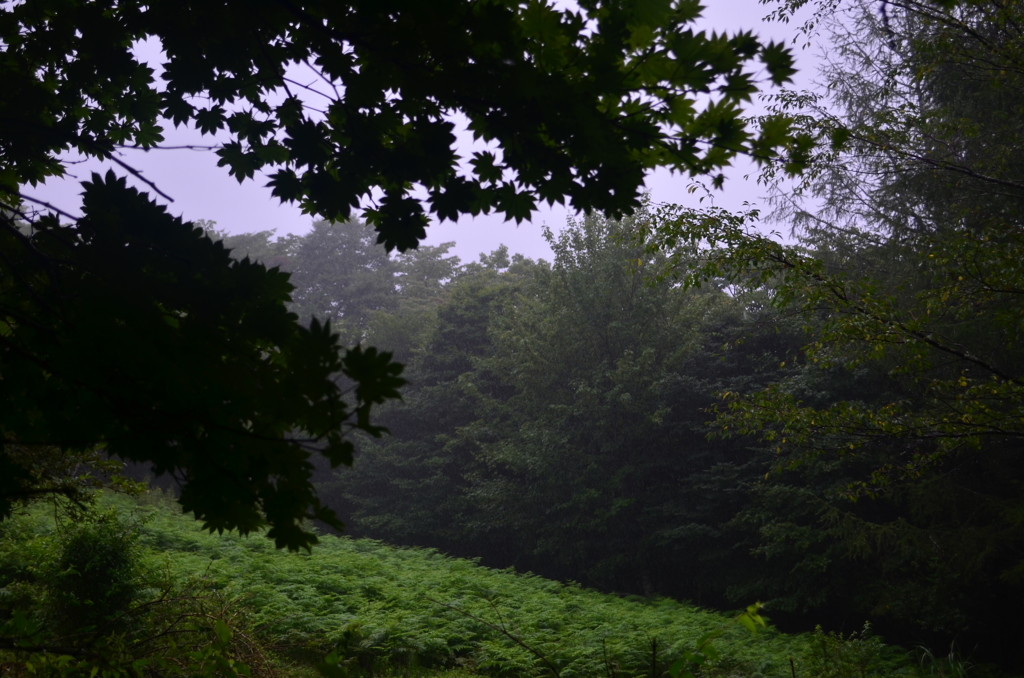 雨霧に沈む