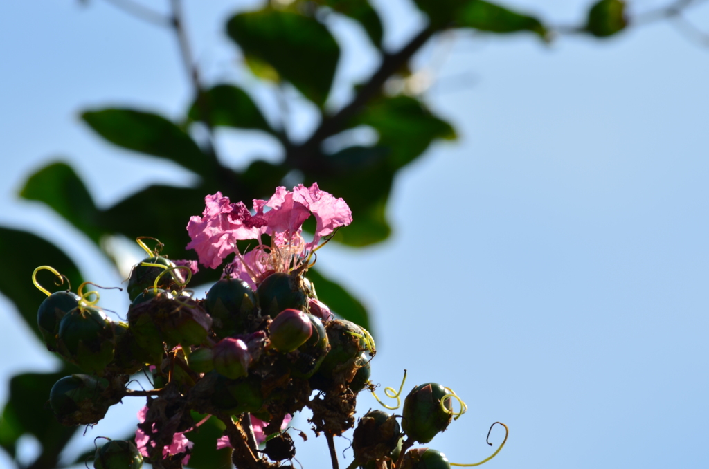 DSC_0945