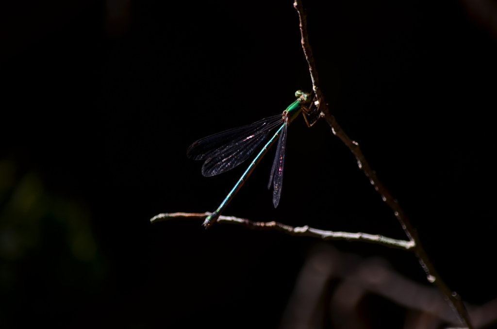 DSC_0978