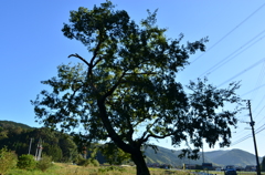 DSC_0395
