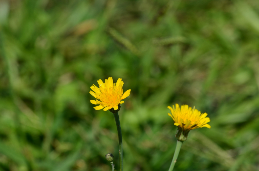 DSC_0947