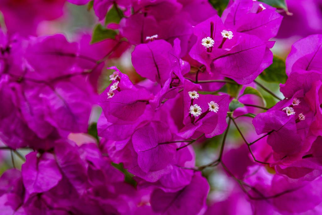 DSC_1254