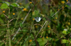 DSC_0377