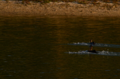 DSC_0611