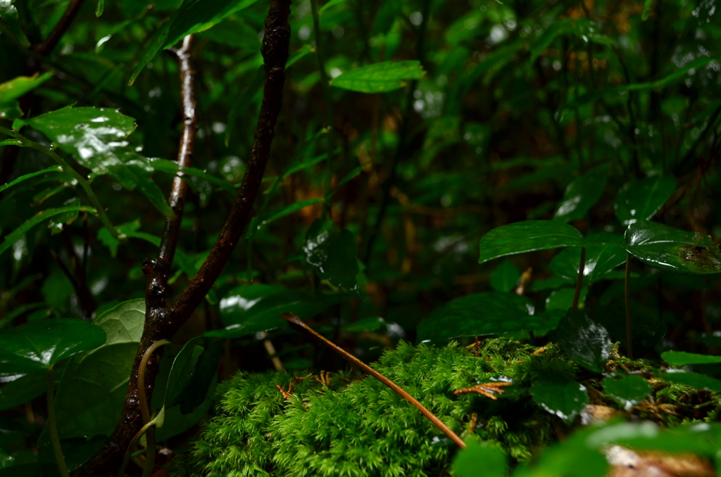 DSC_0025