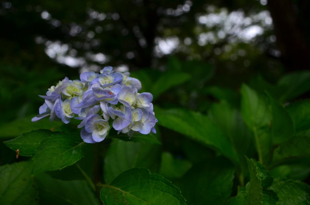 DSC_0388