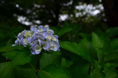 DSC_0388