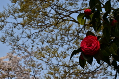 DSC_0048